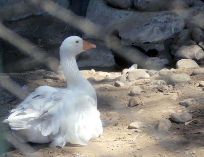 Зоопарк Агадира «La vallee des oiseaux»